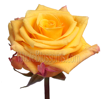 Close-up of Conga Yellow Rose showcasing vibrant yellow petals with golden undertones, ideal for weddings, festive events, and uplifting floral arrangements.