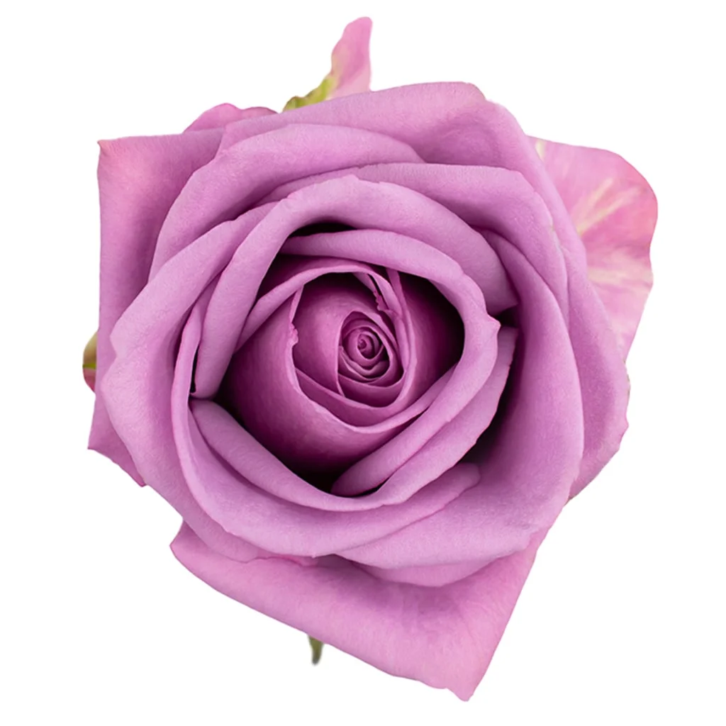 Soft lavender Cool Water Roses in bulk, perfect for wedding bouquets, centerpieces, and premium event floral arrangements with long vase life.