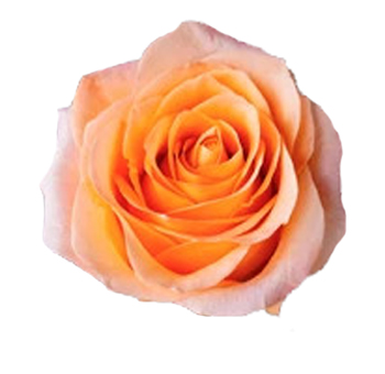 A single coral rose with warm peach tones and soft, delicate petals, perfect for weddings, romantic occasions, and elegant floral arrangements.