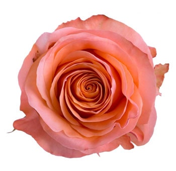 Biological Coral Reef rose, featuring soft coral petals in a beautiful swirl, perfect for romantic floral arrangements and special occasions.