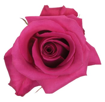 Cotton Candy Hot Pink Roses with vibrant pink petals, ideal for weddings, birthdays, and bold floral arrangements.