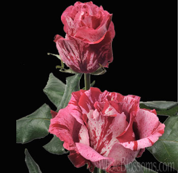 Crazy One wedding roses in vibrant hot pink hues bring bold romance and elegance to weddings, gifts, and premium floral arrangements.