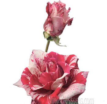 Crazy Too Bicolor Hot Pink Roses with vibrant hot pink petals and white streaks, perfect for weddings, celebrations, and bold floral arrangements.