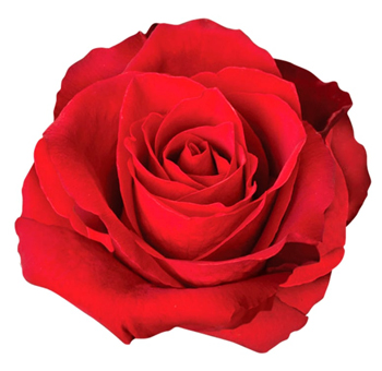 Dallas Red Rose with velvety, rich red petals and perfect blooms, ideal for weddings, romantic celebrations, and luxurious floral arrangements.