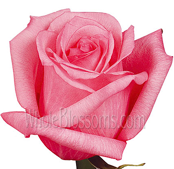 Dark Engagement Rose showcasing vibrant pink petals with a flawless bloom, ideal for romantic celebrations, weddings, and heartfelt floral arrangements.