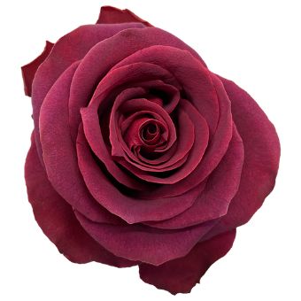 Dark Pink Rose - Endora with deep pink petals and a perfectly sculpted bloom, ideal for weddings, romantic events, and elegant floral arrangements.