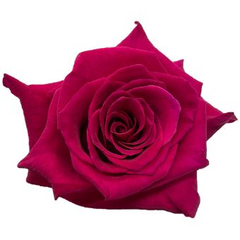Dark Pink Rose - Flash Baccara with vibrant dark pink petals and a velvety texture, ideal for weddings, special occasions, and romantic floral arrangements.