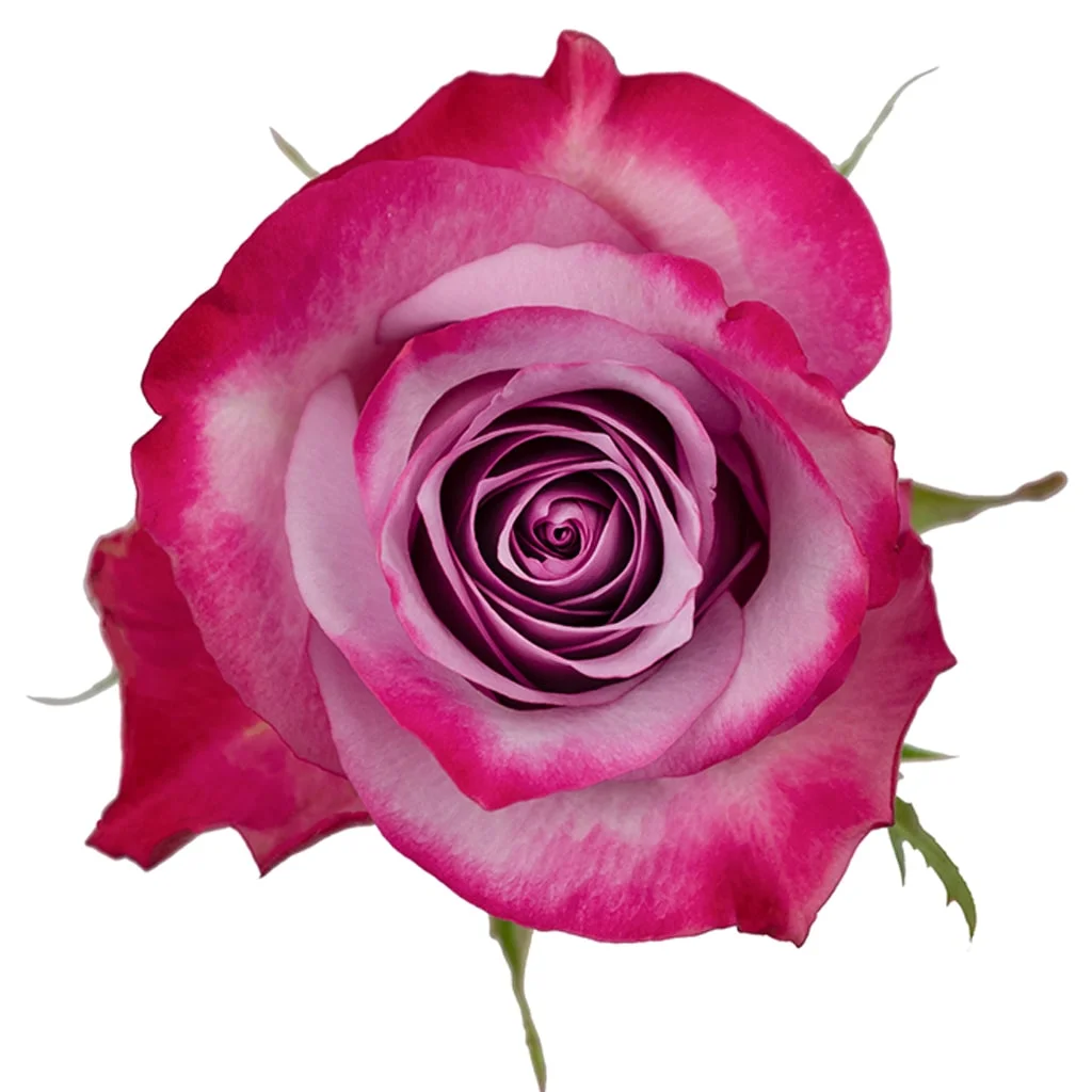 Deep Purple Lavender Roses in bulk for weddings and events, perfect for creating luxurious floral arrangements with vibrant purple hues.