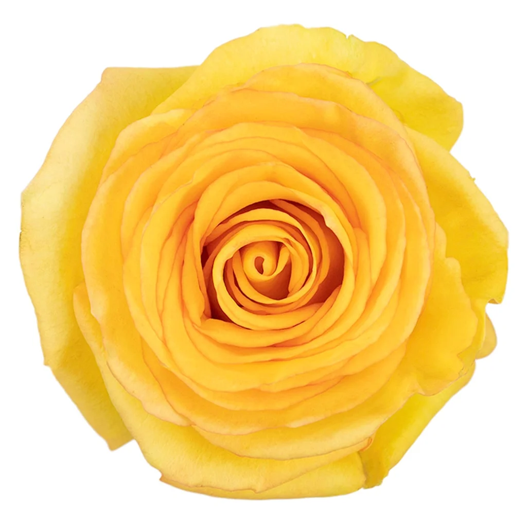 Deja Vu Yellow Rose with radiant yellow petals and a classic bloom, perfect for cheerful celebrations, elegant floral designs, and brightening any space.