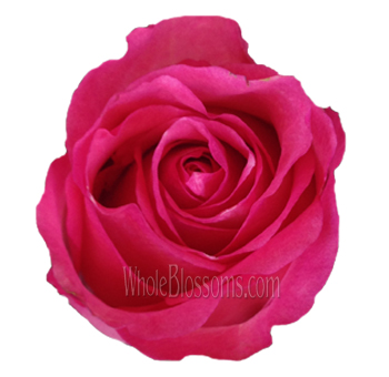 Dekora Pink Roses showcasing a close-up of vibrant pink petals and lush texture, perfect for creating romantic floral arrangements and elegant designs.