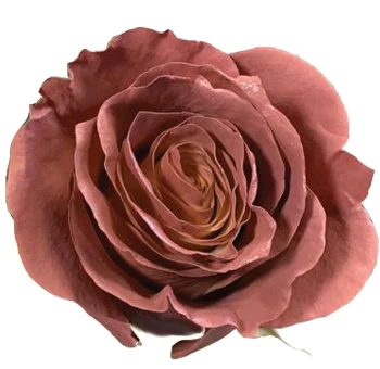 Close-up of Maple-Desert Rose Tinted, showcasing velvety petals in warm brown and dusty rose hues.