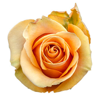 Dijon Peach Roses with soft peach tones and velvety petals, perfect for weddings, romantic events, and elegant floral arrangements.