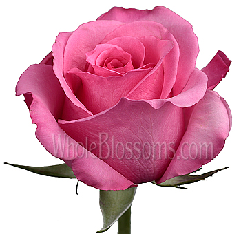 Close-up of Eliza Dark Pink Rose with vibrant pink petals and detailed bloom structure, perfect for romantic occasions and elegant floral arrangements.