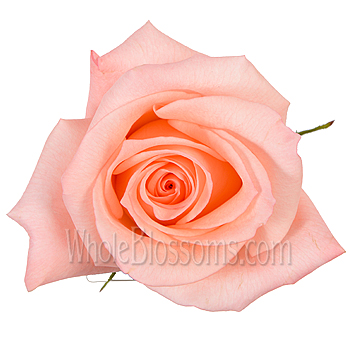 Top view of an engagement peach pink rose, perfect for luxurious floral arrangements and wedding décor.
