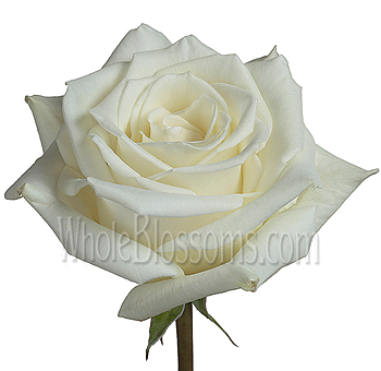 Close-up of Eskimo White Rose with pure white petals and a perfectly symmetrical bloom, ideal for weddings, bridal bouquets, and elegant décor.