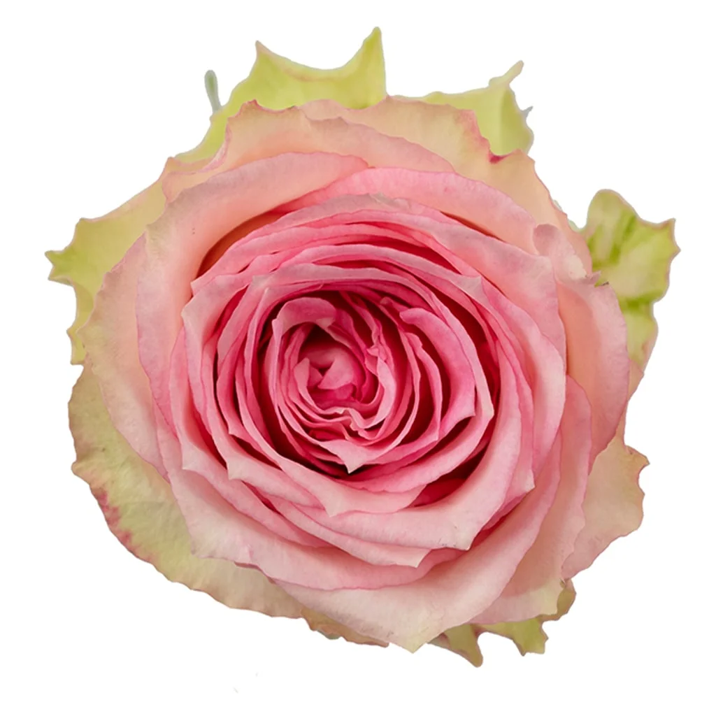 Close-up of Esperance Bicolor Biological Rose with soft pink petals, creamy tones, and green-edged ruffled petals, ideal for vintage and romantic events.