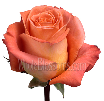 Exotica Orange Rose with rich orange petals and peach undertones, perfect for weddings, tropical events, and vibrant floral arrangements.