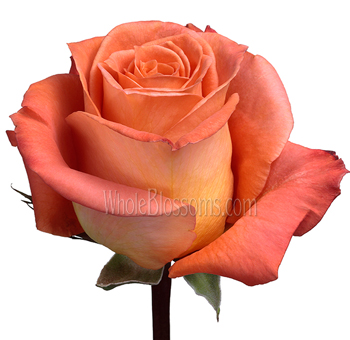 Esperance Pink Rose with soft pink petals, creamy undertones, and green edges, ideal for weddings, baby showers, and romantic floral arrangements.