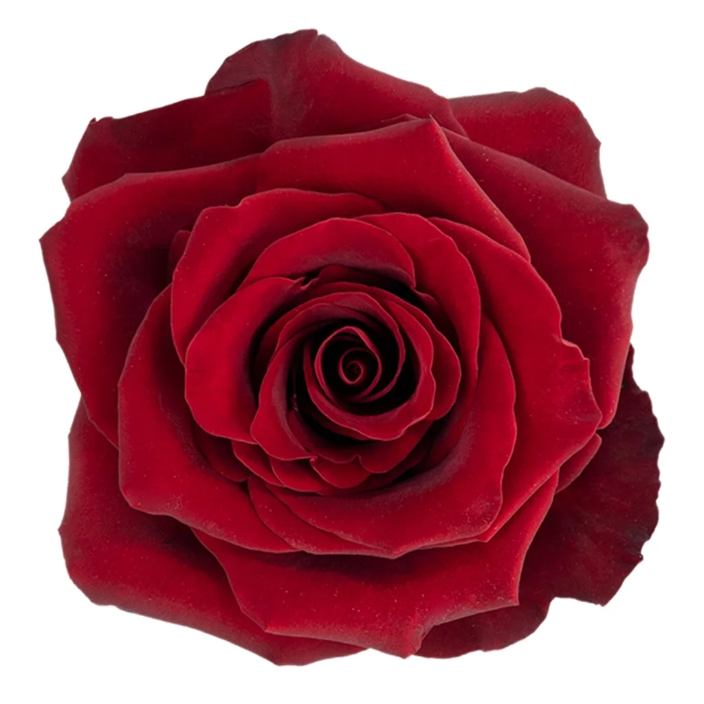 Luxurious Explorer Red Roses perfect for wholesale wedding flowers, romantic bouquets, and premium florist event arrangements.