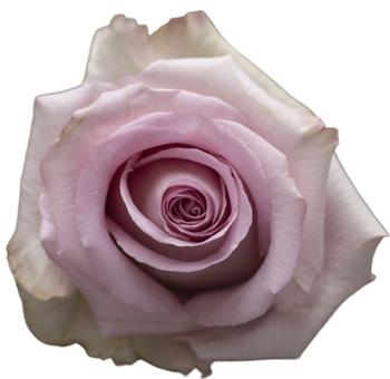 Fair Lady lavender roses offer vintage charm and floral grace, perfect for weddings, bridesmaid bouquets, and stylish gifts.