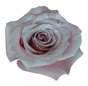 Faith Lavender Rose with soft lavender petals and silver undertones, perfect for weddings, romantic events, and elegant floral designs.