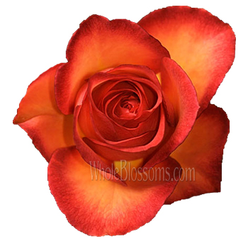 Close-up of Fancy Amazon Bicolor Bulk Roses showcasing coral and pink petals with greenish outer accents, ideal for weddings and elegant floral arrangements.