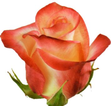 Felicity Rose with coral and peach petals and creamy undertones, perfect for weddings, birthdays, and vibrant floral arrangements.