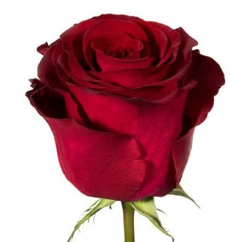 Finally Red Rose Flower with deep red petals and lush blooms, perfect for weddings, anniversaries, Valentine’s Day, and timeless floral arrangements.