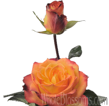 Flamenco Bicolor Yellow Rose with vibrant yellow petals and fiery red edges, perfect for weddings, tropical events, and bold floral arrangements.