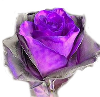 Foggy Night Halloween Purple Roses with deep purple petals, perfect for Halloween parties, gothic weddings, and elegant spooky floral arrangements.