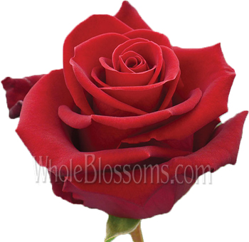 Forever Young Red Rose with deep crimson petals and symmetrical blooms, perfect for weddings, romantic occasions, and luxurious floral arrangements.