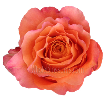 Close-up of a Free Spirit Orange Rose with warm orange petals and pink edges, ideal for rustic, bohemian, or elegant floral designs.