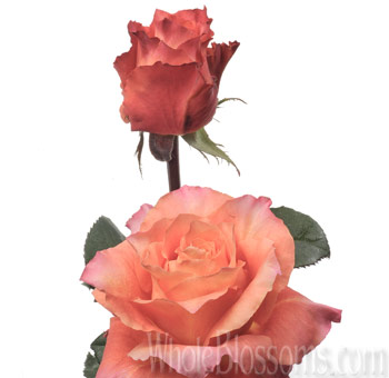Free Spirit Orange Rose with vibrant orange petals fading into pink edges, perfect for weddings, special occasions, and bohemian or rustic floral arrangements.