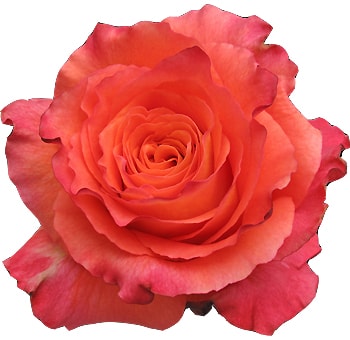 Free Spirit Biological Roses with coral orange ruffled petals, perfect for weddings, events, or vibrant arrangements lasting 7–10 days.
