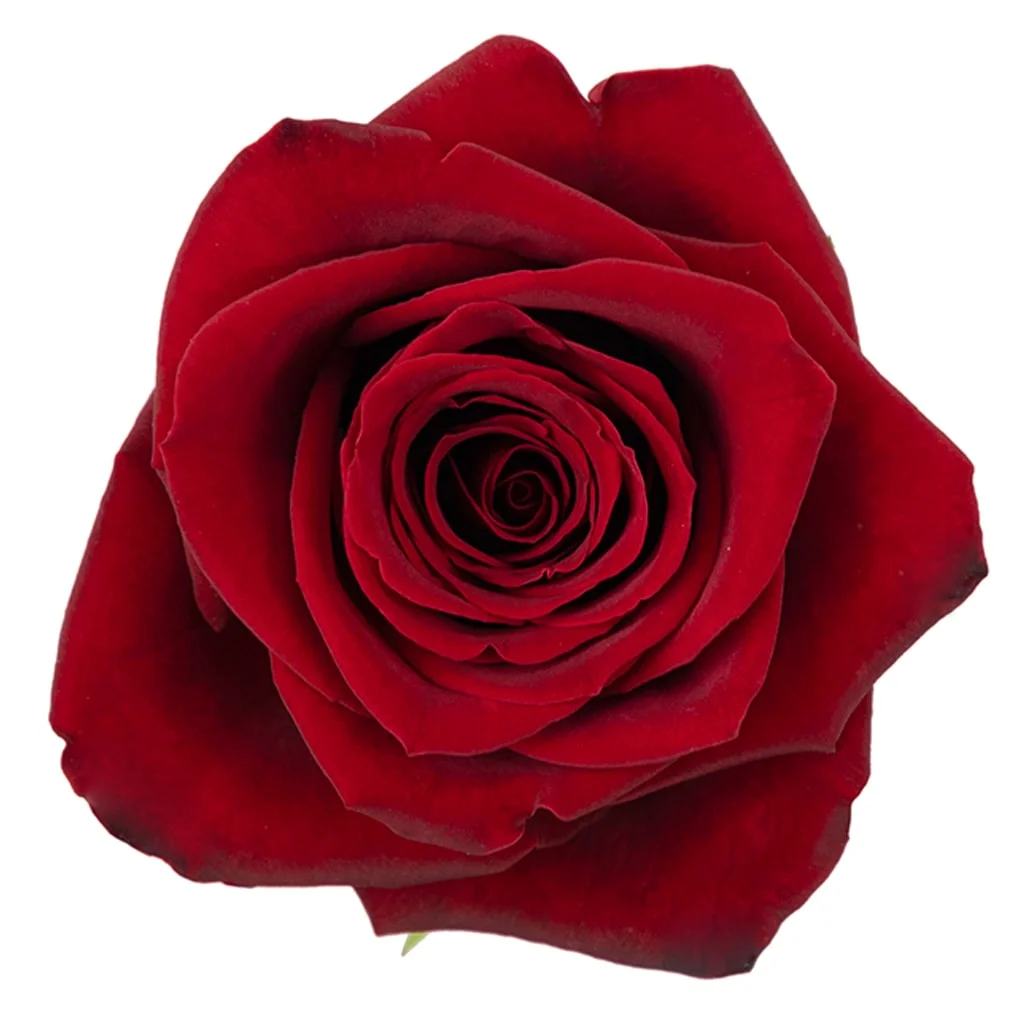Close-up of Freedom Red Rose with symmetrical velvety petals, perfect for bouquets, centerpieces, and romantic occasions.