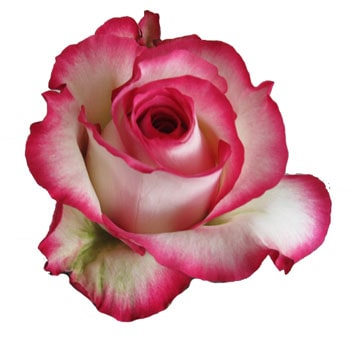 Biological French Riviera rose, showcasing vibrant pink petals with creamy white edges, perfect for romantic floral arrangements and special occasions.