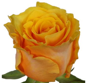 Frida yellow rose with golden petals, perfect for weddings, events, and floral gifts. Available in bulk at wholesale prices from Whole Blossoms.