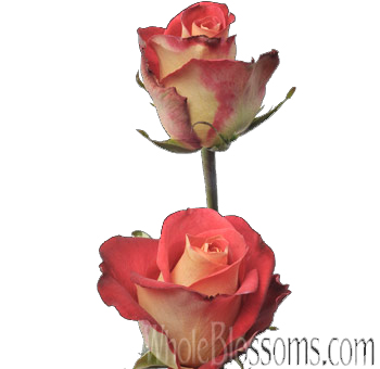 Friendship Bicolor Bulk Roses with red petals and warm yellow centers, ideal for creating vibrant floral designs for special occasions and meaningful gifts.