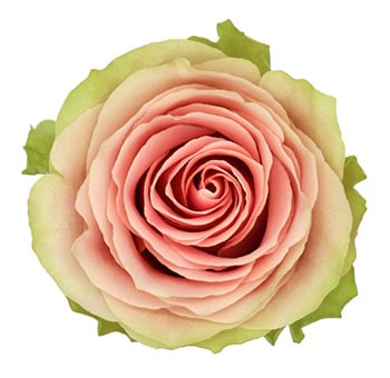 Frutteto Biological Roses with soft pink petals and green edges, ideal for weddings, baby showers, or romantic, eco-friendly floral arrangements.