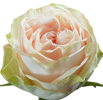 Garden Spirit Rose with light pink petals and green edges, perfect for weddings, anniversaries, and elegant floral arrangements with timeless charm.