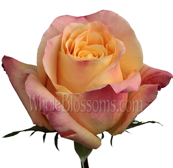 Geisha Butter Yellow Rose with soft yellow petals blending into delicate peachy pink tones, showcasing its velvety texture and elegant form.