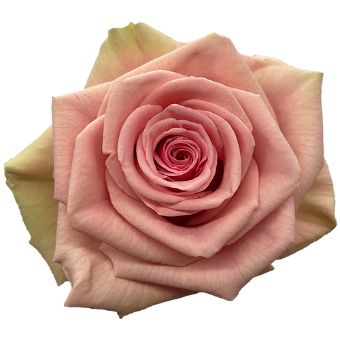 Geraldine Rose with soft pink petals fading to green edges, perfect for romantic and elegant floral arrangements for weddings or special celebrations.