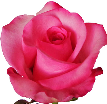 Gigi Dark Pink Rose with vibrant petals and velvety texture, perfect for weddings, anniversaries, and bold floral designs with timeless elegance.