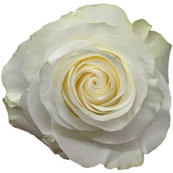 Glacier white roses deliver pristine elegance for weddings, winter events, or timeless fresh cut floral arrangements.