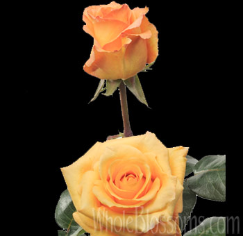 Gold Milva Yellow Rose with golden-yellow petals and soft peach undertones, perfect for weddings, anniversaries, and elegant floral arrangements.