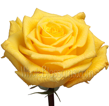Gold Star Yellow Rose with vibrant yellow petals and velvety texture, ideal for cheerful floral arrangements and elegant designs for weddings or celebrations.