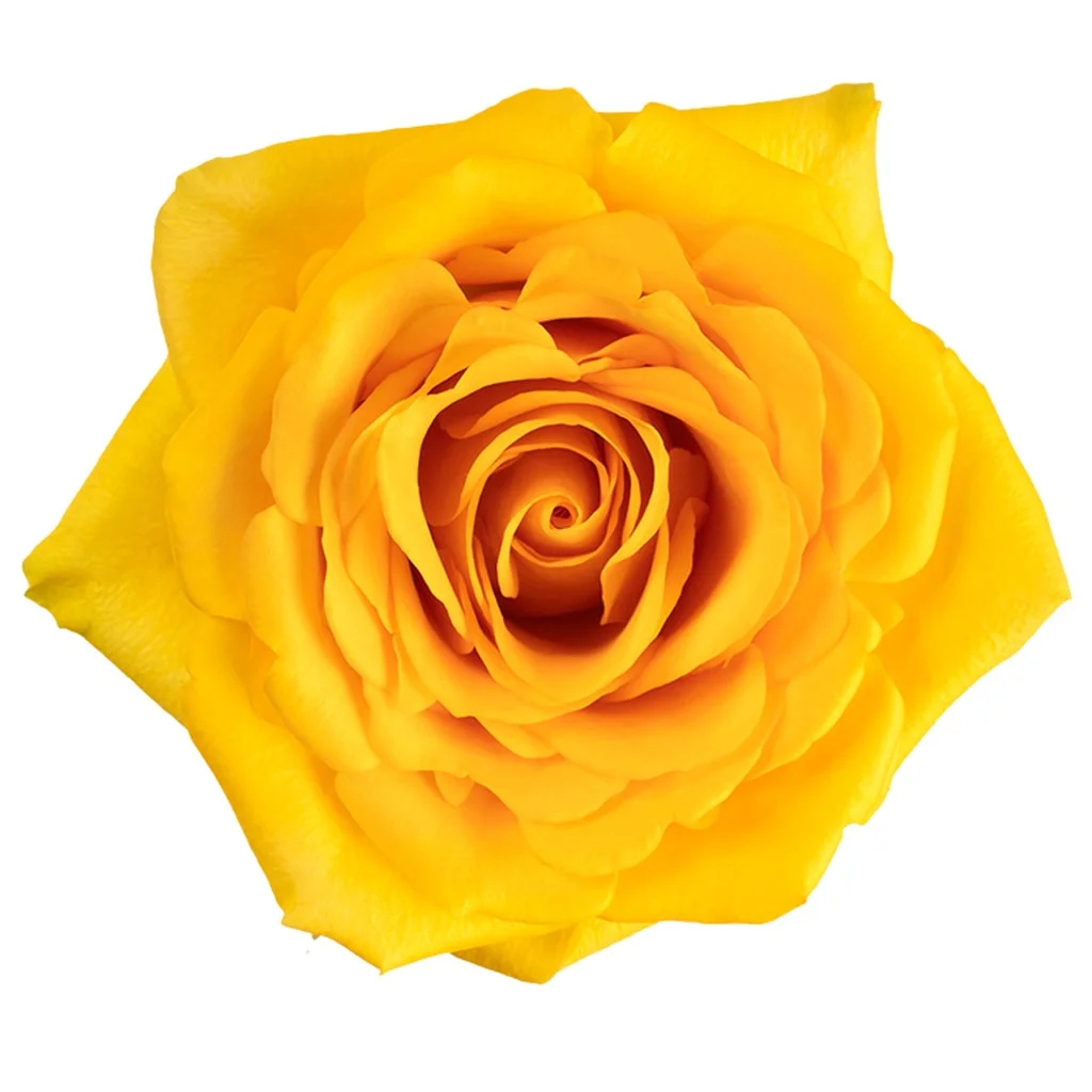Single Gold Strike Yellow Rose showcasing bold yellow petals and a velvety texture, ideal for elegant designs and special celebrations.