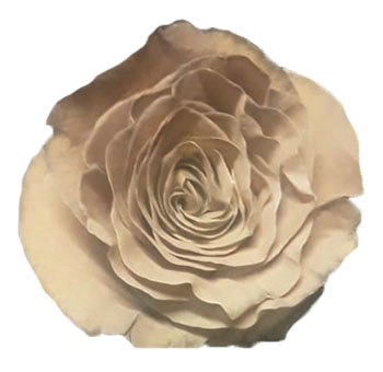 Golden Mustard Rose Dyed showcasing its soft, velvety petals in a muted golden hue, perfect for elegant autumn arrangements and sophisticated floral designs.