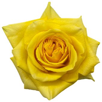 Goldfinch Yellow Rose with vibrant yellow petals, ideal for weddings, birthdays, and cheerful floral designs that radiate warmth and positivity. 60-Character Meta Title