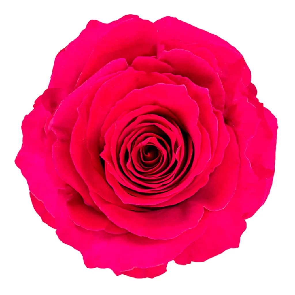 Bulk Gotcha Roses in vibrant hot pink shade, perfect for bridal bouquets, luxury floral décor, and romantic wedding flower arrangements.